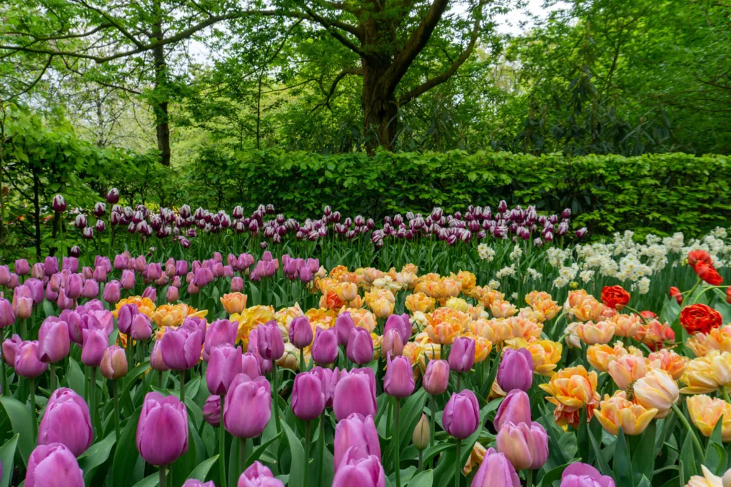 The Best Spring Flower Festivals: Experience the Colors of the Season