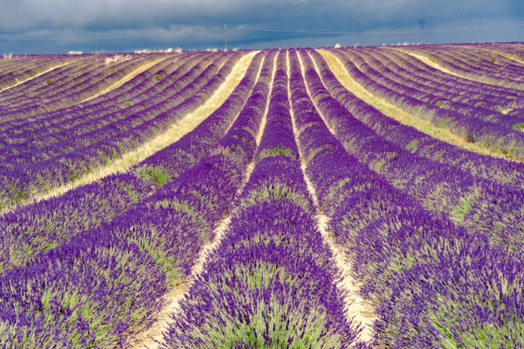 Spring Destinations - Provence, France