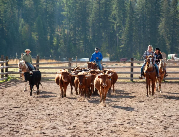 The Bar W Guest Ranch Cattles