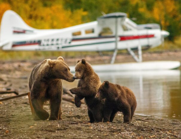 Stillpoint Lodge Excursion Bearviewing Floatplane