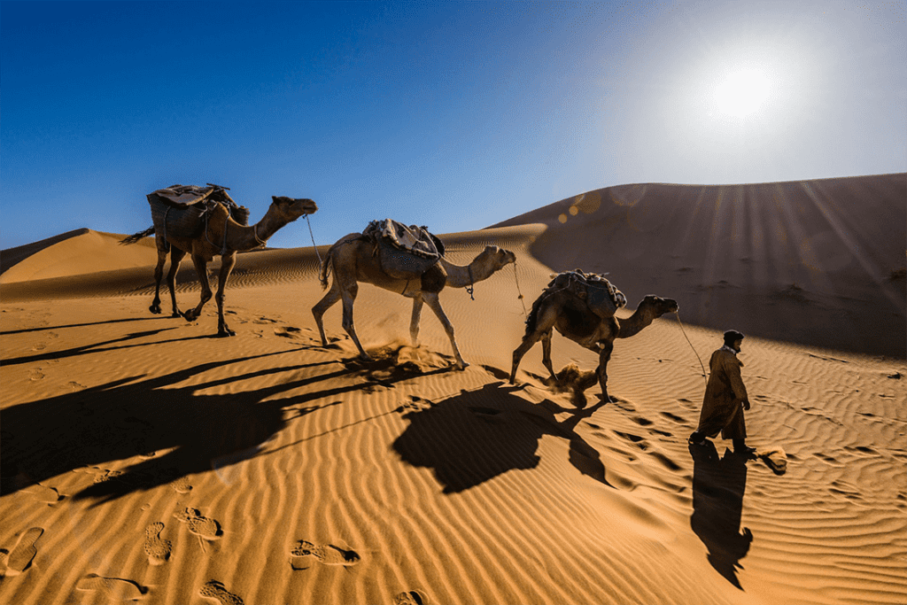 Desert Exploration in Morocco