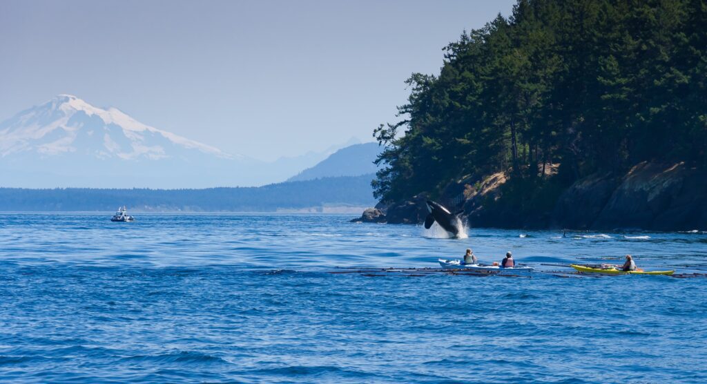 Stillpoint Lodge Alaska Orca Whales