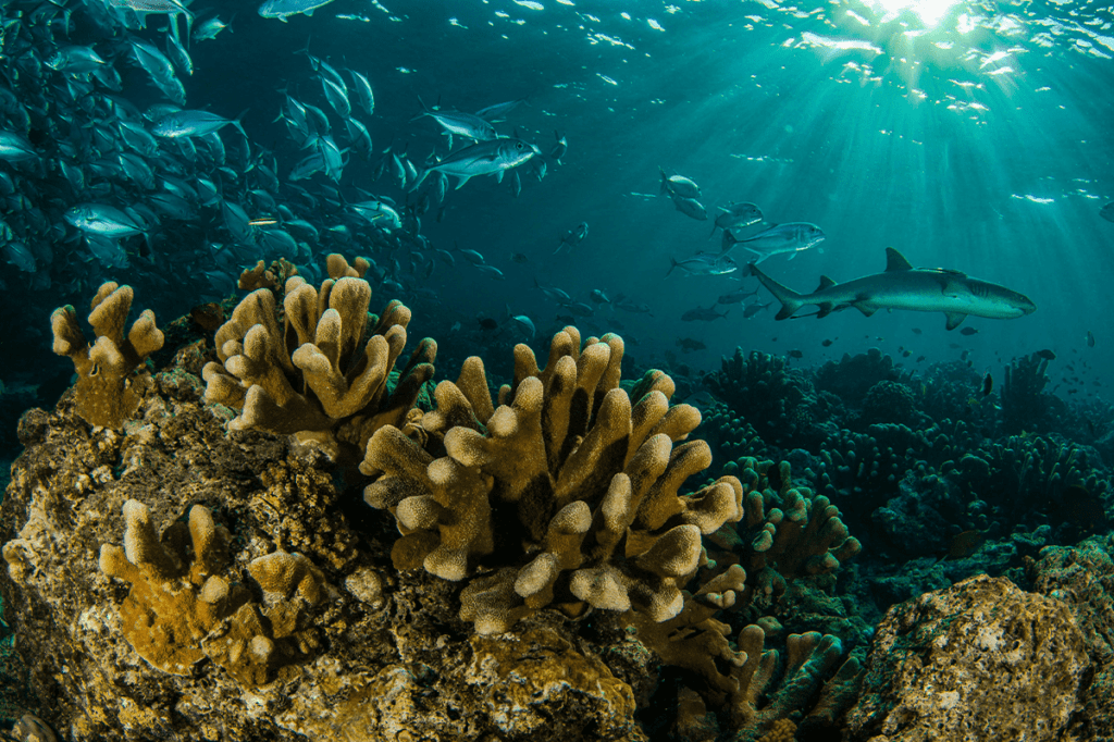 Diving the Great Barrier Reef