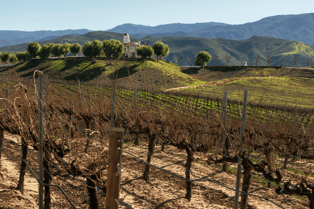 luxury spring vineyard tours