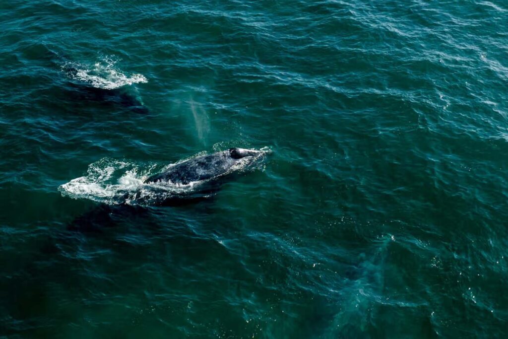 02 - Alila Ventana Big Sur 01