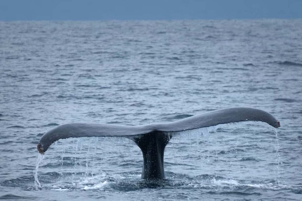 02 - Alila Ventana Big Sur 02